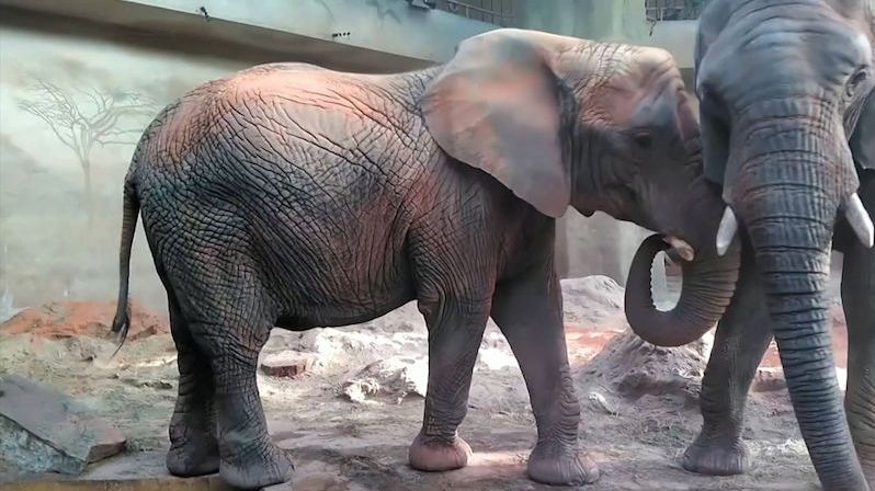 Truchlící sloni v polské zoo dostanou na povzbuzení konopný olej